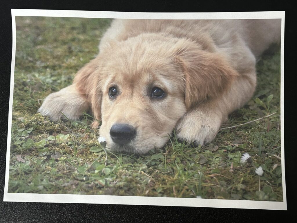 普通紙に犬の写真をカラー印刷した紙