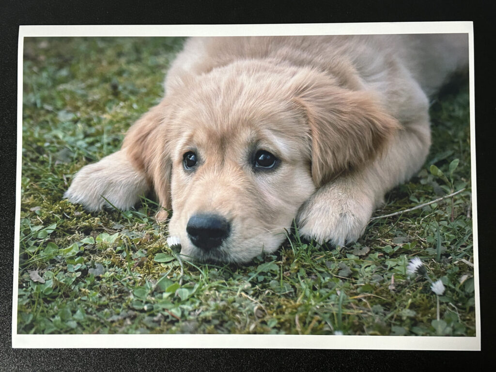 光沢紙に犬の画像をカラー印刷